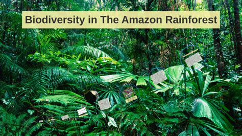 Biodiversity in The Amazon Rainforest by Rogue Mejilla on Prezi