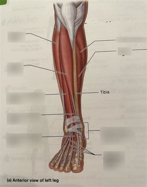 Lower Leg Muscles Anterior View Diagram Quizlet