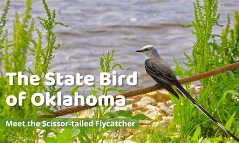 What is the State Bird of Oklahoma? - Scissor-tailed Flycatcher