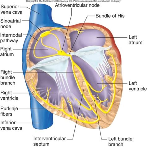 Lecture Cardiovascular System Flashcards Quizlet