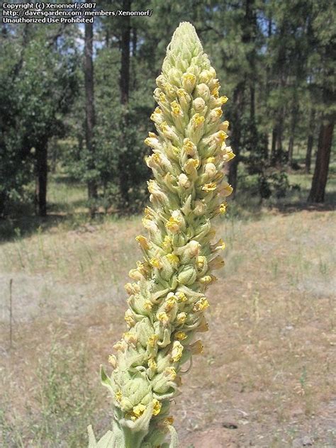 Plantfiles Pictures Verbascum Species Aarons Rod Adams Flannel