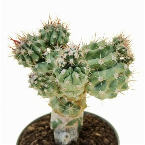 Ferocactus Stainesii F Mostruosa Cm Cactaceae Giromagi Vendita