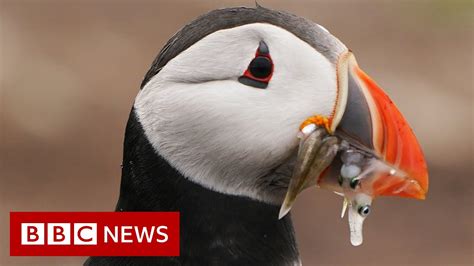 What S Happening To Puffin Numbers Off Britain S Coast BBC News