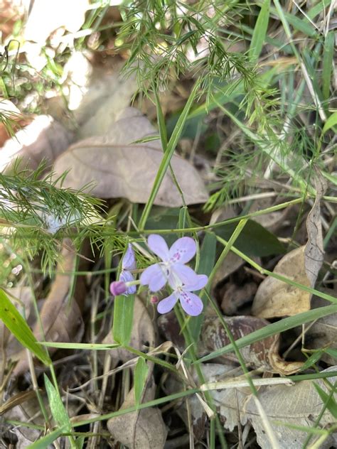 Flowering Plants From Ipswich North Au Ql Au On May At