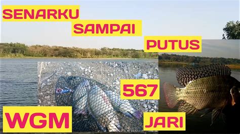 Wgm Babun Nila Jari Up Mulai Makan Mancing Nyobok Wgm Terbaru