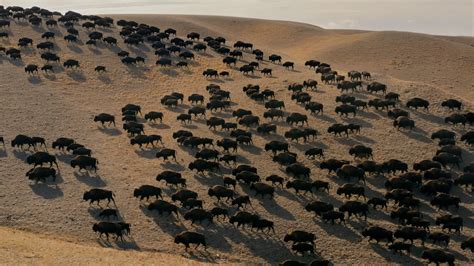 Lily Gladstone Narrating Documentary About Buffalo Conservation