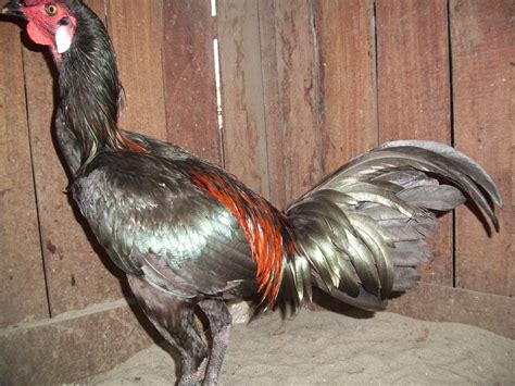 Gallos Navajeros Del Peru Criadero Vienrich Los Tucos Criadero