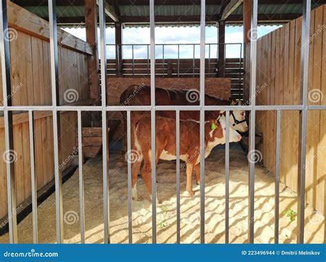 Cattle Breeding A Cow And Her Calf Are Standing In A Cage Stock Photo