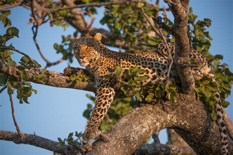 Leopards Can Climb Trees Telegraph