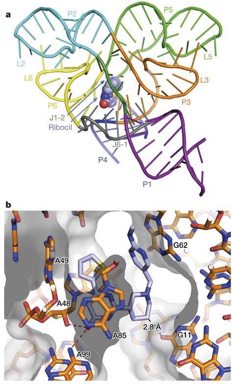 X Ray Crystal Structure Of Ribocil Bound To The F Nucleatum FMN