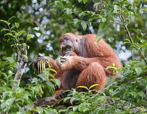 Restoring The Orang Utan To The Wild The Star