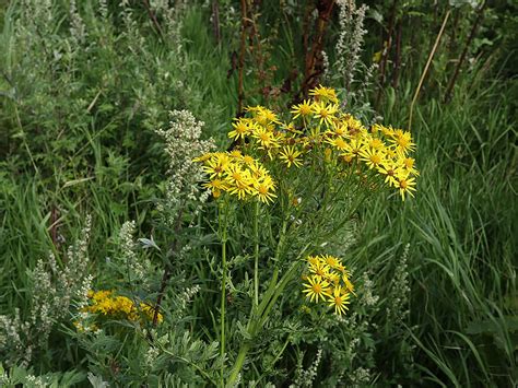 Ragwort Identification: Key Features, Growth Cycle & Species | TCM Soil ...