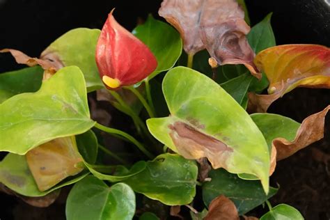 Les Feuilles De L Anthurium Ont Des Taches Marron Que Faire