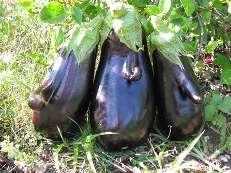 Strange Eggplants