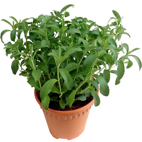 Stevia Herbs Plants Online Plant Nursery Gulab Pk