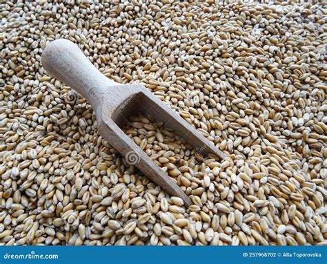 Grown Crop Of Cereals Wheat Seeds Close Up Stock Photo Image Of