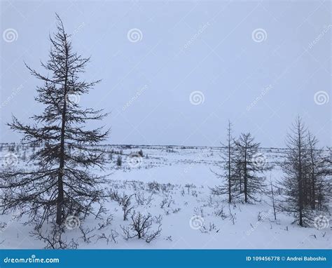 Larch Trees In Arctic Desert Stock Photo Image Of Desert Trees