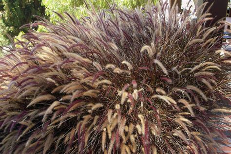 12 Best Ornamental Grasses For Your Landscape