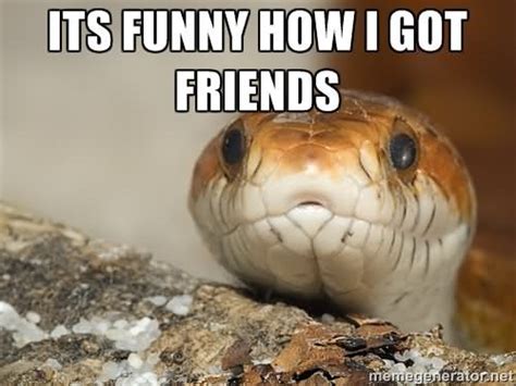 Funny Snake Memes