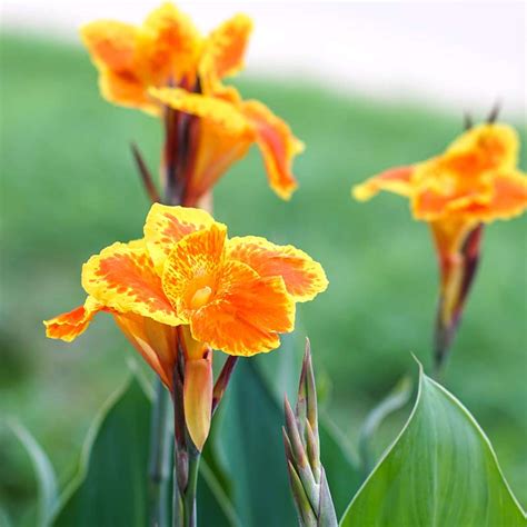 Photo 65480 Canna Yellow King Humbert Plant Lust