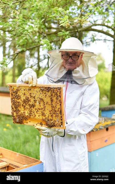 Vertical Photo Of A Beekeeper Holding A Panel Of An Artificial Bee Hive