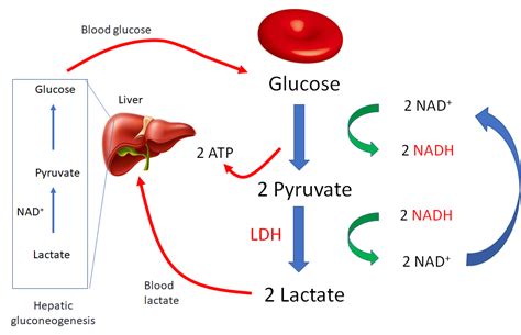 Fermentation Of Glucose By Yeast Lab Explained Schoolworkhelper