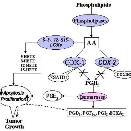 Chemical Structure Of Commonly Used Nsaids And Cox Inhibitors