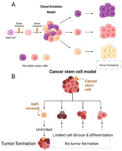 Cells Free Full Text Tumor Microenvironment Role In Pancreatic