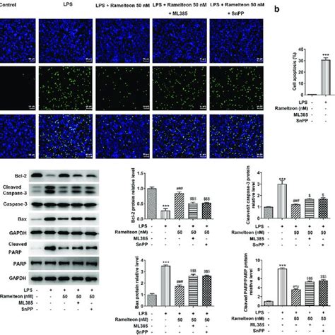 Ramelteon Ameliorated Apoptosis In LPS Induced HPMECs Via Nrf2 HO 1