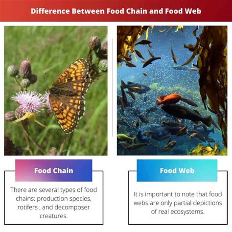 Food Chain Vs Food Web Difference And Comparison