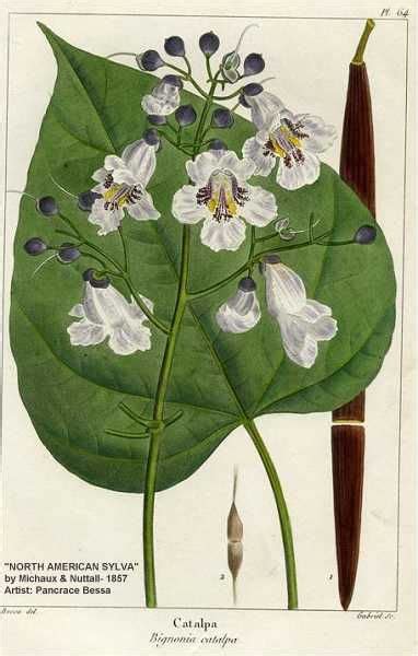 Uw Stevens Point Freckmann Herbarium Photographs For Catalpa20ovata