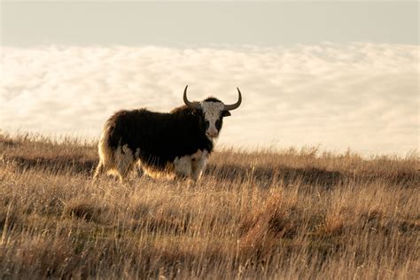 Yak FAQs - Bow Creek Ranch