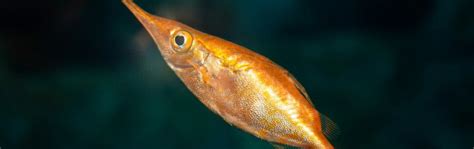 Longspine Snipefish Georgia Aquarium