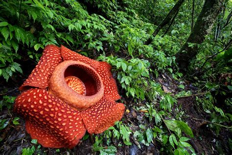 Rafflesia arnoldii, Giant Corpse Flower in habitat, West S… | Flickr