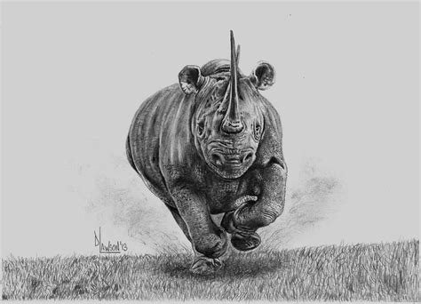 A Pencil Drawing Of A Rhino Running In The Grass With Its Head Turned