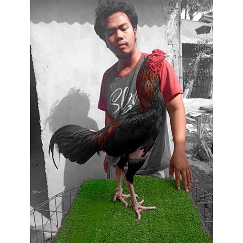 Jual Ayam Pakhoy Blackrose Full Brakot Brutal Vvip Ayam Full Brakot