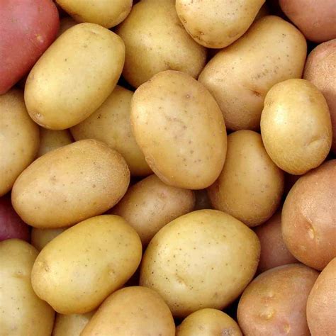 Certified Seed Potato Kennebec The Seed Collection