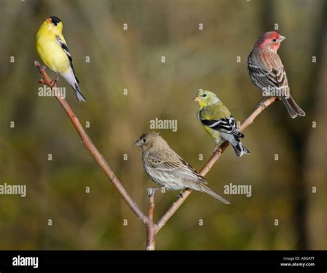 American Goldfinch Male And Female