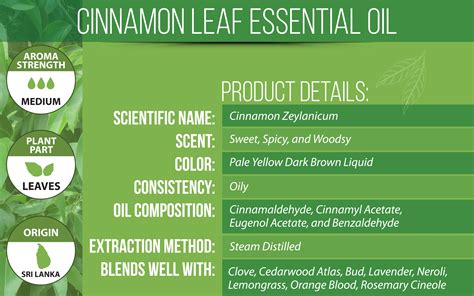 Cinnamon Leaf Essential Oil | Uses, Benefits & Blends | VINEVIDA