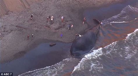 Carcass Of 79 Foot Blue Whale Washes Ashore In California Daily Mail Online