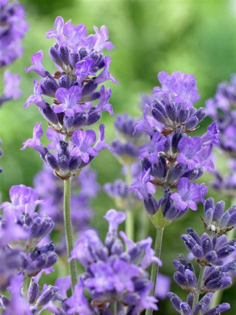 Lavandula Angustifolia Munstead English Lavender World Of Flowering Plants