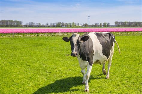 Dutch Holstein Cow At The Tulip Fields In Noordoostpolder Stock Photo