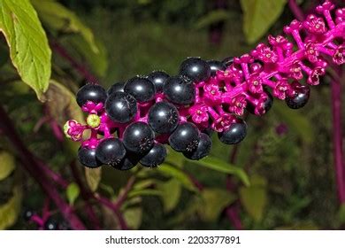 1,467 Pokeweed Berries Images, Stock Photos & Vectors | Shutterstock