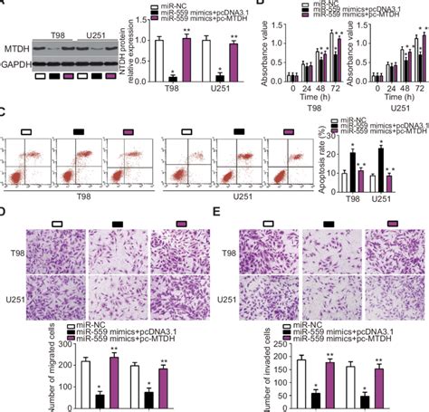 Mtdh Reintroduction Reverses The Antitumor Effects Of Mir In Gbm