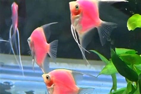 footloose fluorescent fish    bit  christmas mirror