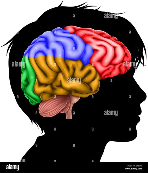 Child Kid Head In Silhouette Profile With Brain Stock Vector Image