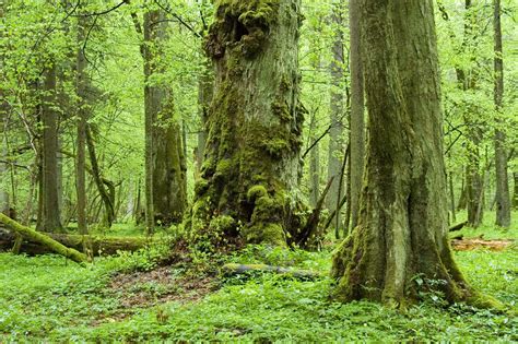 Puszcza Białowieska wycinka Polska Newsweek pl