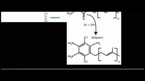 Biochemistry Catabolism Of Proline And Arginine To Glutamate Semialdehyde Youtube