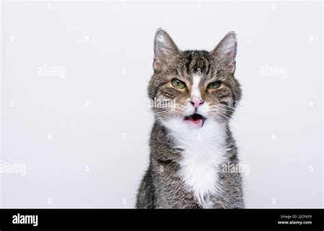 angry cat with mouth open portrait on white background Stock Photo - Alamy