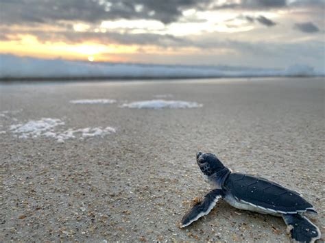 Sea Turtle Nesting Season A Bright Spot For 2020 Officials Say